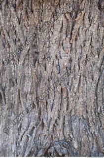 Tree Bark 0006